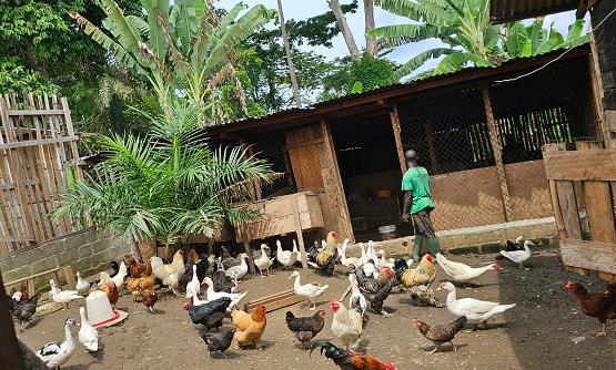 REPORTAGE: À la découverte de Transfoagric: un modèle d’association pour l’atteinte d’autosuffisance alimentaire et contrer la vie chère à Oyem!
